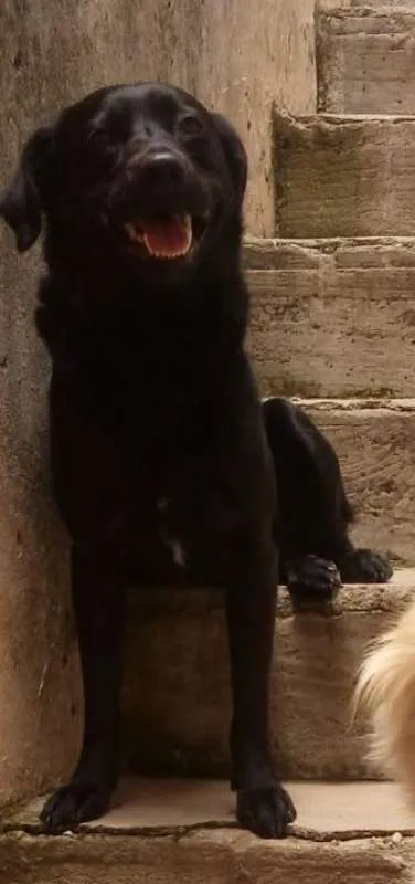 Cachorro ra a SRD idade 2 anos nome Kaleb