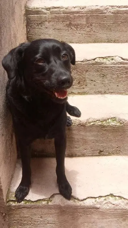Cachorro ra a SRD idade 2 anos nome Kaleb