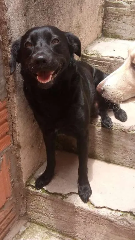 Cachorro ra a SRD idade 2 anos nome Kaleb
