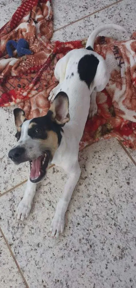 Cachorro ra a SRD idade 2 a 6 meses nome Luna