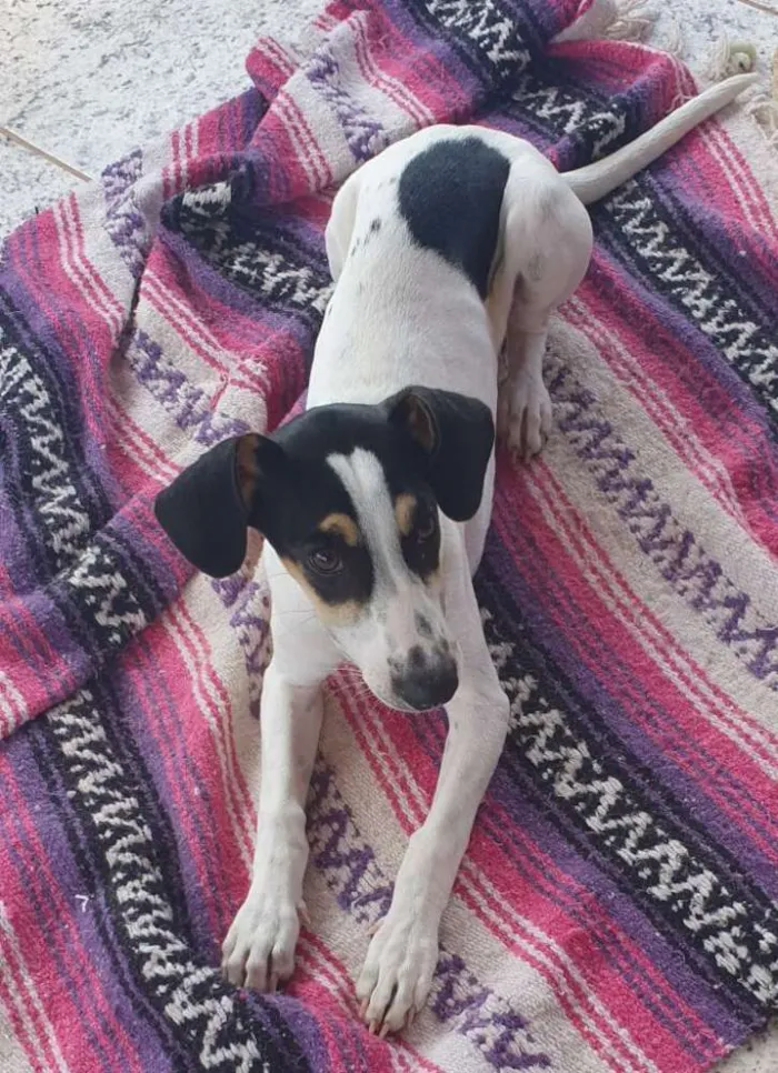 Cachorro ra a SRD idade 2 a 6 meses nome Luna