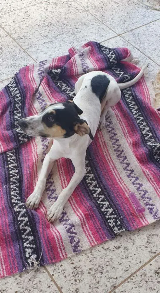 Cachorro ra a SRD idade 2 a 6 meses nome Luna