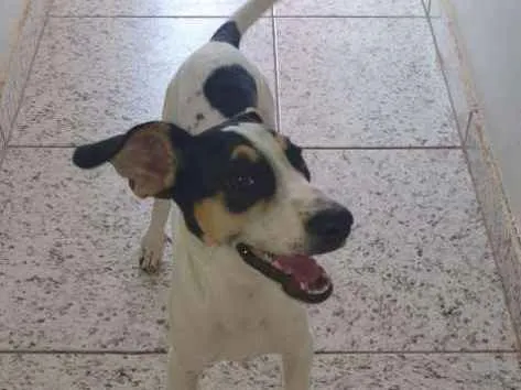 Cachorro ra a SRD idade 2 a 6 meses nome Luna