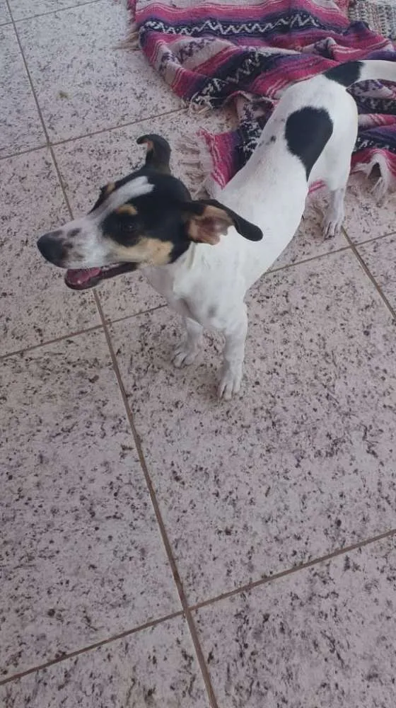 Cachorro ra a SRD idade 2 a 6 meses nome Luna