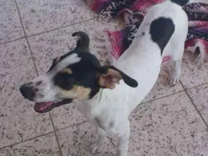 Cachorro raça SRD idade 2 a 6 meses nome Luna