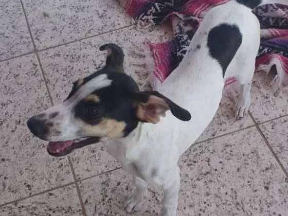 Cachorro ra a SRD idade 2 a 6 meses nome Luna