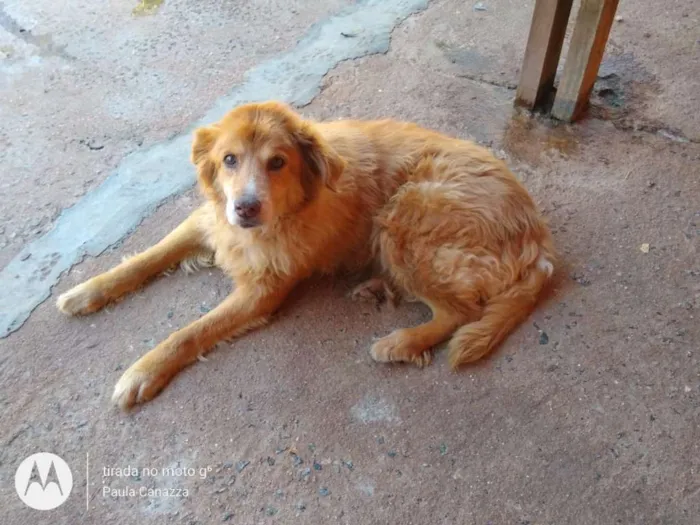 Cachorro ra a SRD idade 6 ou mais anos nome Loiro