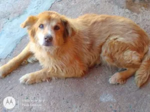 Cachorro raça SRD idade 6 ou mais anos nome Loiro