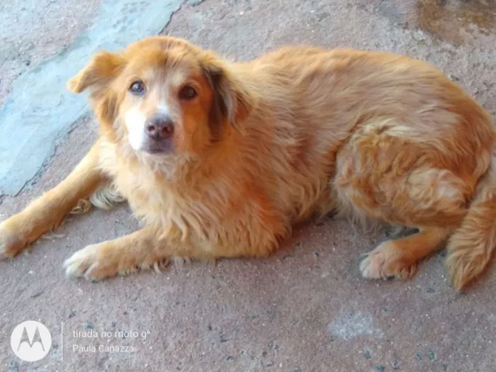 Cachorro ra a SRD idade 6 ou mais anos nome Loiro