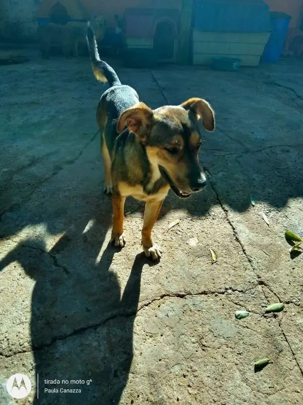 Cachorro ra a SRD idade 1 ano nome Eros - Pata Curta