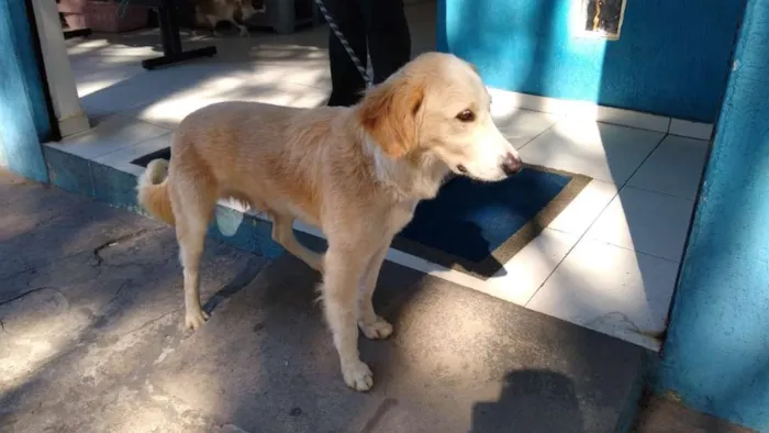 Cachorro ra a SRD idade 3 anos nome Nino