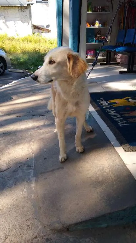 Cachorro ra a SRD idade 3 anos nome Nino