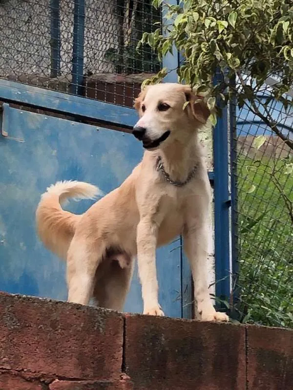 Cachorro ra a SRD idade 3 anos nome Nino