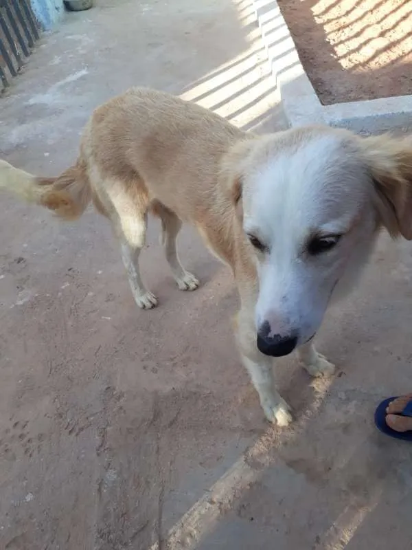 Cachorro ra a SRD idade 3 anos nome Nino