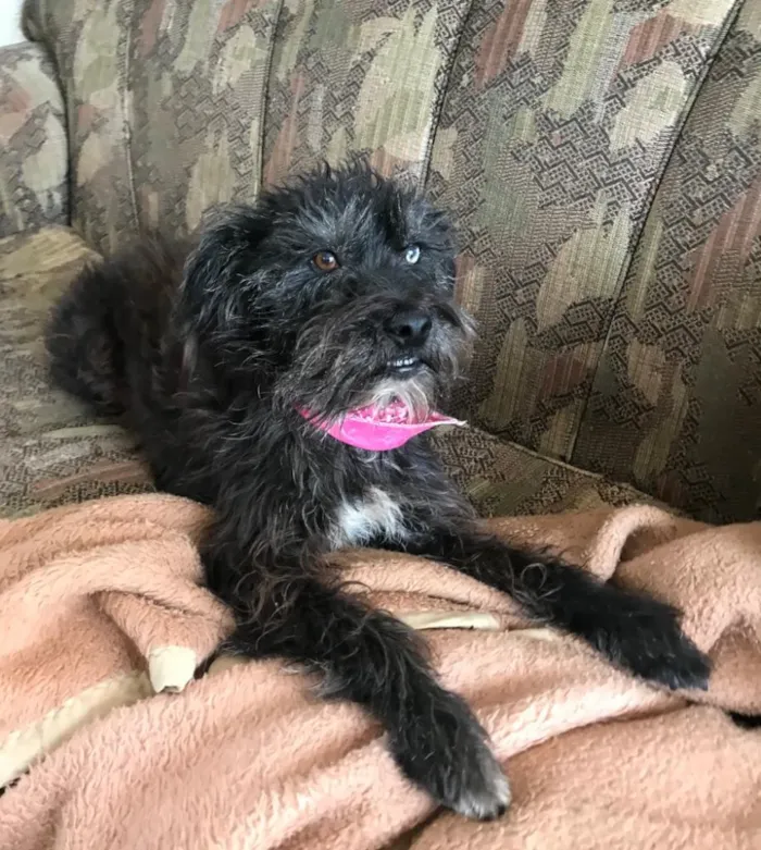 Cachorro ra a SRD idade 3 anos nome Betina