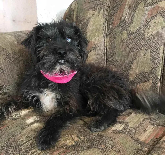 Cachorro ra a SRD idade 3 anos nome Betina