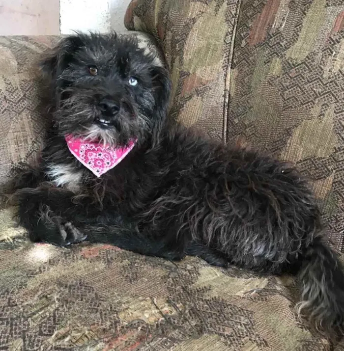 Cachorro ra a SRD idade 3 anos nome Betina