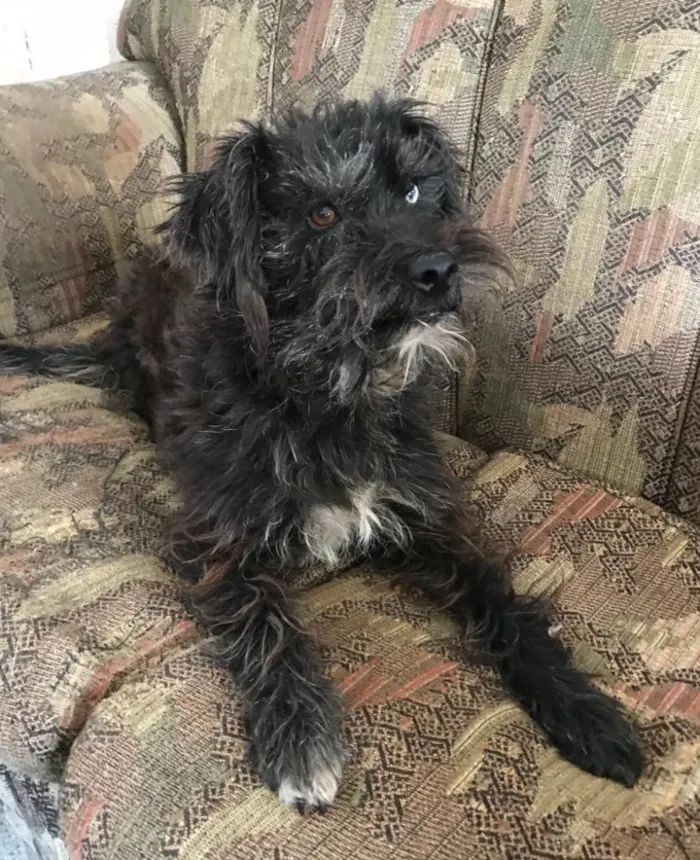Cachorro ra a SRD idade 3 anos nome Betina