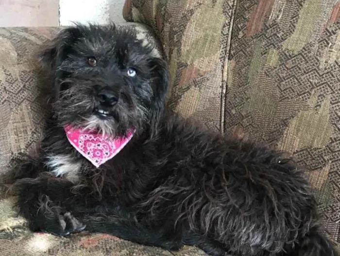 Cachorro ra a SRD idade 3 anos nome Betina