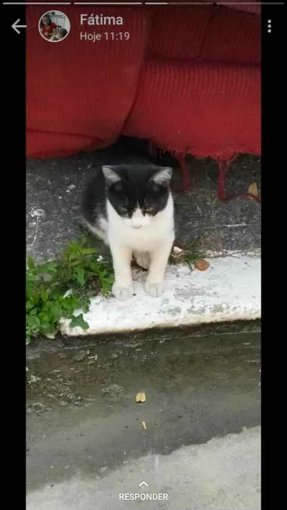 Gato ra a Desconhecida idade 2 a 6 meses nome Sem nome