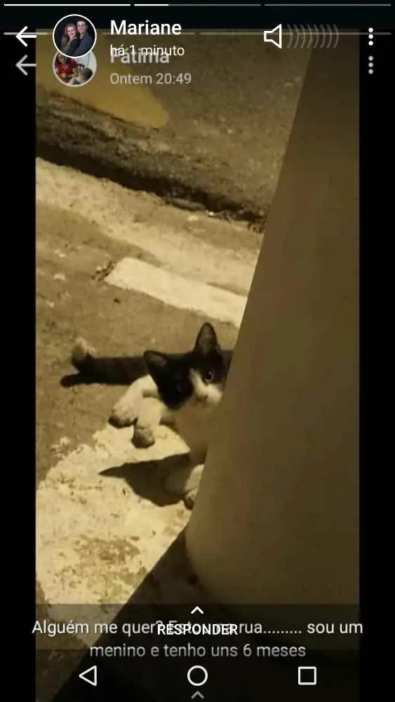 Gato ra a Desconhecida idade 2 a 6 meses nome Sem nome