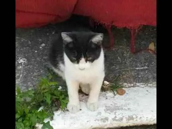 Gato ra a Desconhecida idade 2 a 6 meses nome Sem nome
