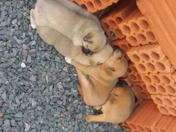 Cachorro ra a Vira lata com chauchau idade Abaixo de 2 meses nome Nao tem nomes ainda 