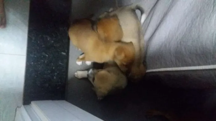 Cachorro ra a Vira lata com chauchau idade Abaixo de 2 meses nome Nao tem nomes ainda 