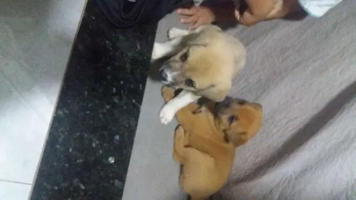 Cachorro ra a Vira lata com chauchau idade Abaixo de 2 meses nome Nao tem nomes ainda 