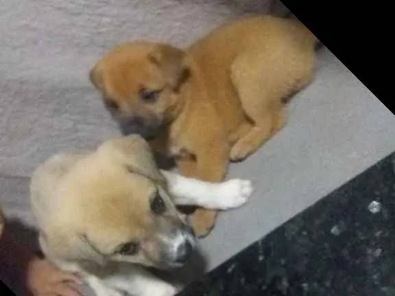 Cachorro ra a Vira lata com chauchau idade Abaixo de 2 meses nome Nao tem nomes ainda 