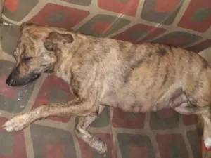 Cachorro raça Vira-lata idade 2 anos nome Pepa