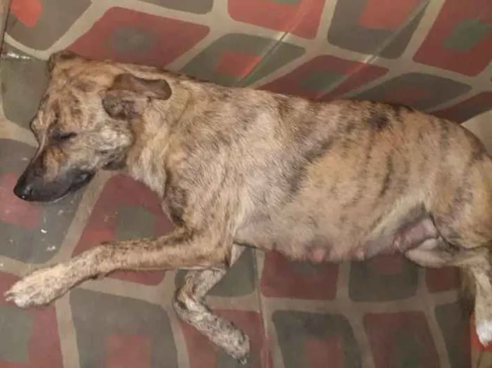 Cachorro ra a Vira-lata idade 2 anos nome Pepa