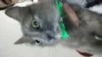 Gigi