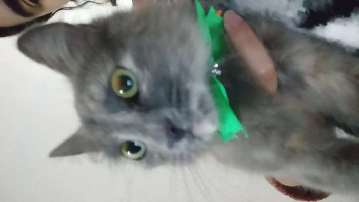 Gato raça Não sei idade 2 a 6 meses nome Gigi