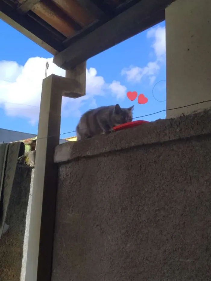 Gato raça Não sei idade 2 a 6 meses nome Gigi