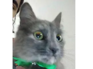 Gato raça Não sei idade 2 a 6 meses nome Gigi