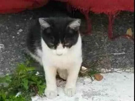 Gato ra a Desconhecida idade 2 a 6 meses nome Sem nome