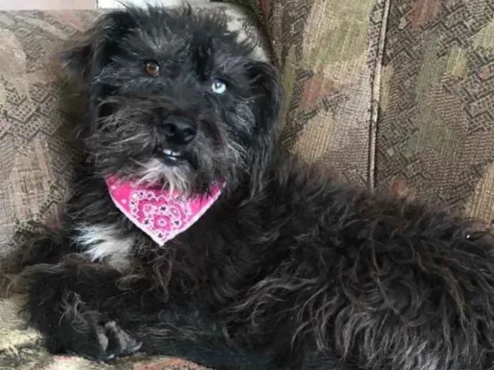 Cachorro ra a SRD idade 3 anos nome Betina