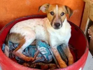 Cachorro raça SRD idade 1 ano nome Alladin