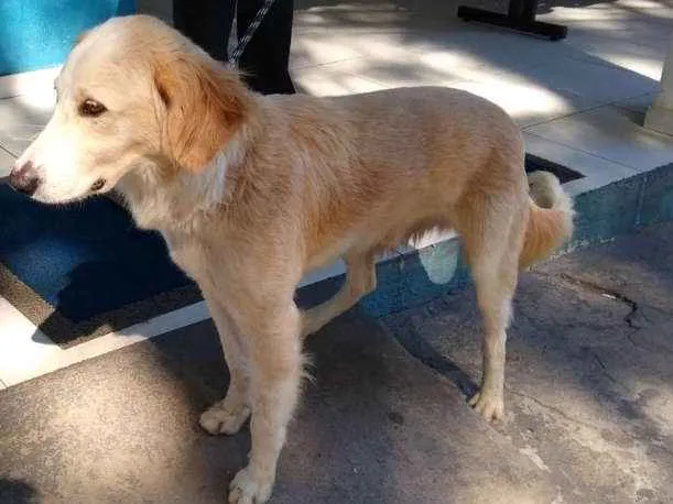 Cachorro ra a SRD idade 3 anos nome Nino