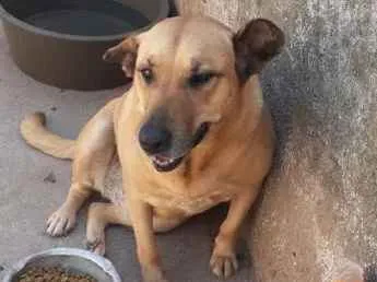 Cachorro raça SRD idade 5 anos nome Mamãe