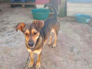 Cachorro raça SRD idade 1 ano nome Eros - Pata Curta