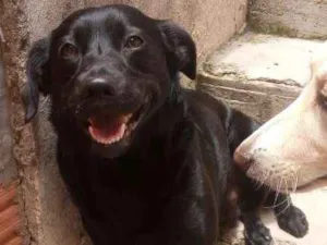 Cachorro raça SRD idade 2 anos nome Kaleb