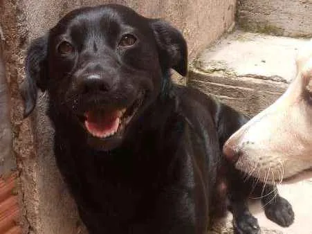 Cachorro ra a SRD idade 2 anos nome Kaleb