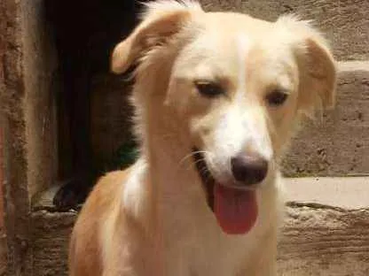 Cachorro ra a SRD idade 2 anos nome Clara