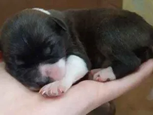 Cachorro raça SRD idade Abaixo de 2 meses nome Filhotes