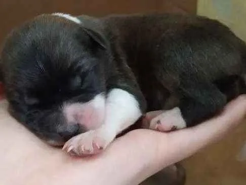 Cachorro ra a SRD idade Abaixo de 2 meses nome Filhotes