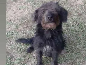 Cachorro raça SRD idade 7 a 11 meses nome Rubi