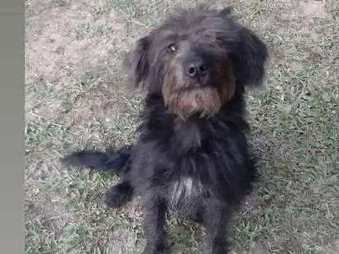 Cachorro ra a SRD idade 7 a 11 meses nome Rubi