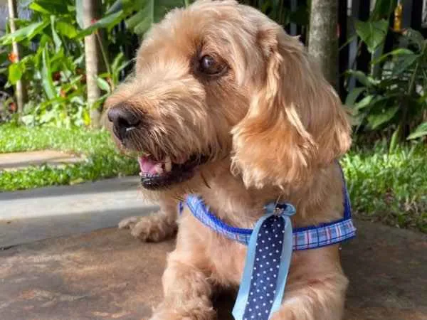 Cachorro ra a SRD idade 6 ou mais anos nome DONO FALECEU